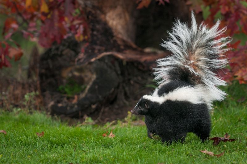 Skunk Removal