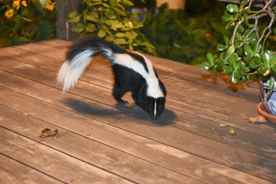 Dealing With Skunks Under Your Home: Odors, Damage, And Removal Solutions