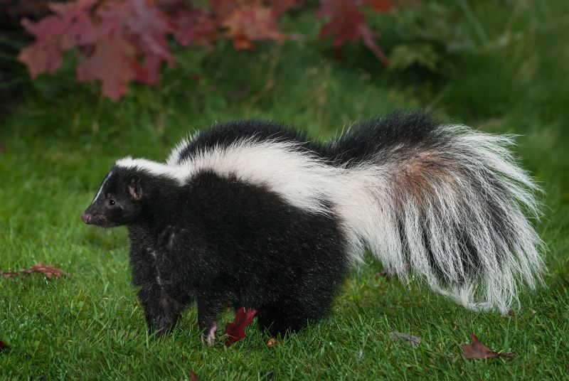 Dealing With Skunks Under Your Home: Odors, Damage, And Removal Solutions