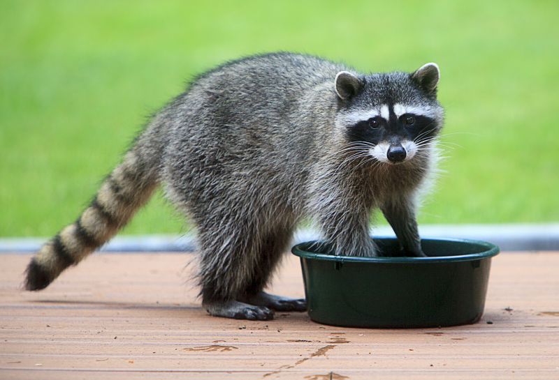 Raccoon Removal