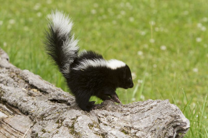 Remove Skunks Burrowing Under Homes