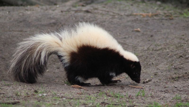 Remove Skunks Burrowing Under Homes