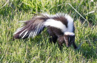 Remove Skunks Burrowing Under Homes
