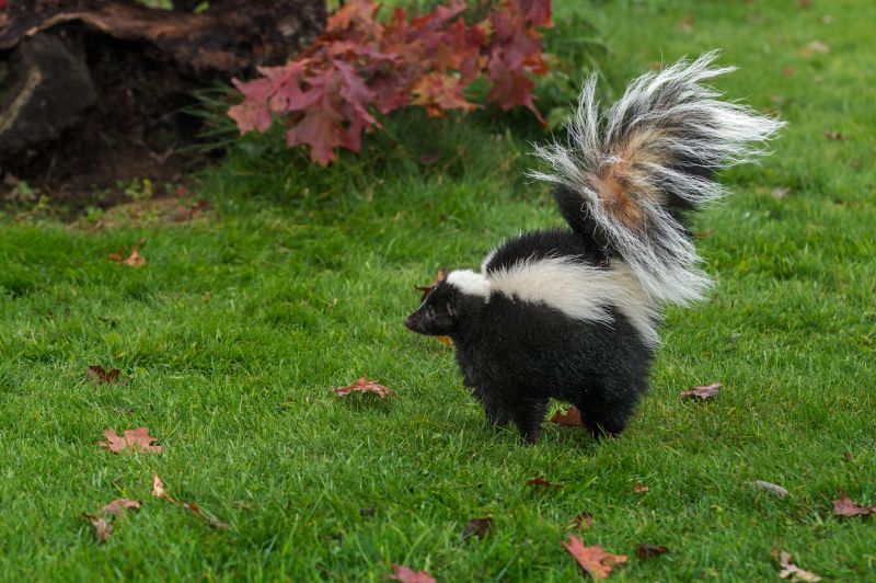 Seasonal Skunk Activity And When Removal Is Most Effective