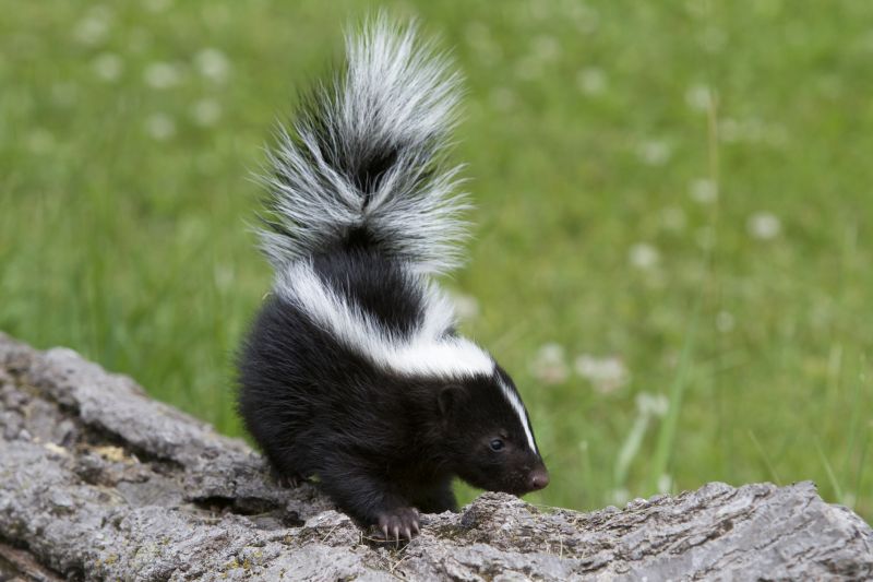 Seasonal Skunk Activity And When Removal Is Most Effective