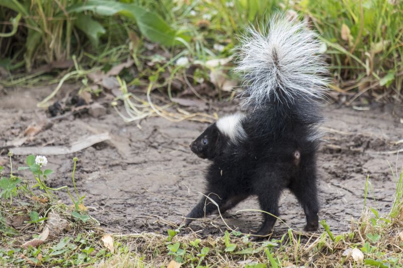 Skunk Removal