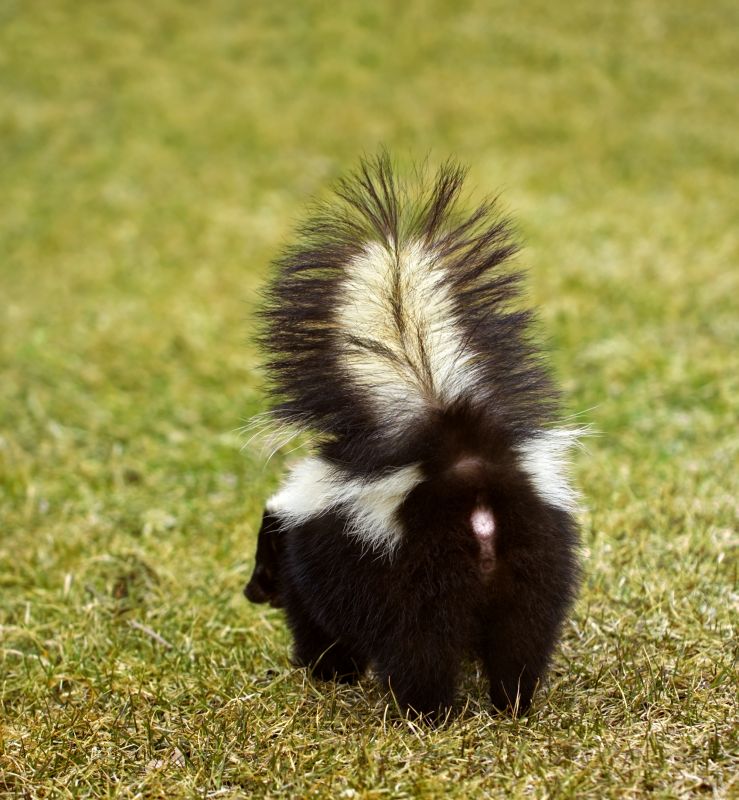 Skunk Removal