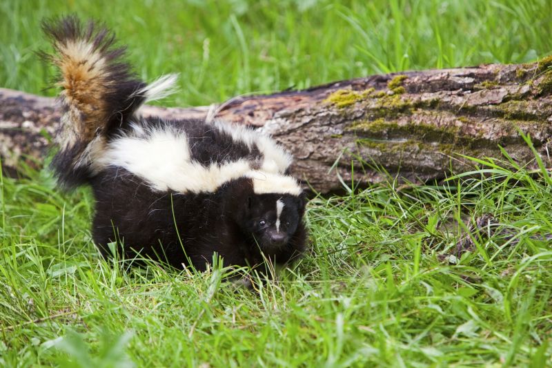 Skunk Removal