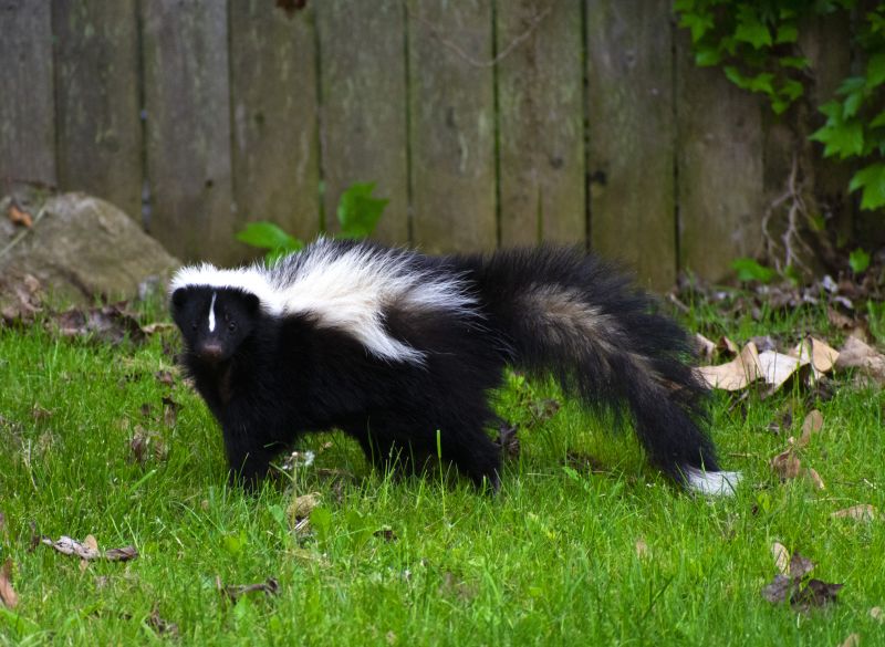 Completed Skunk Removal