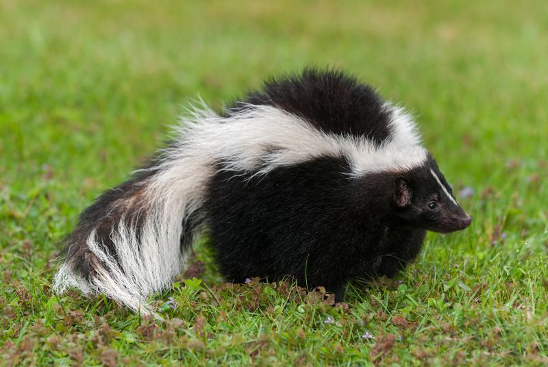 Skunk Activity Monitoring