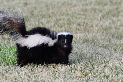 When Skunks Burrow Under Foundations And Porches