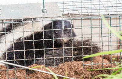 Why Skunks Dig Under Concrete Slabs And Walkways