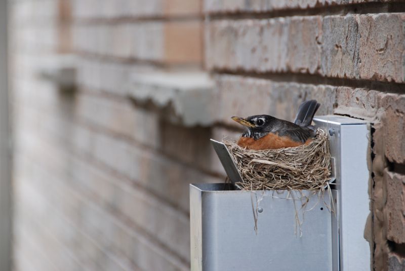 Bird Nesting in Vent