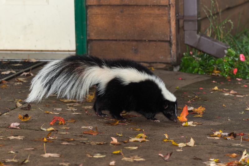 Skunk near Garage