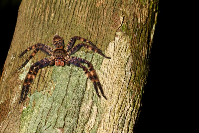 Hobo Spider Extermination in New Braunfels, TX